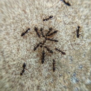 Ant-Control--in-La-Center-Washington-Ant-Control-1325800-image