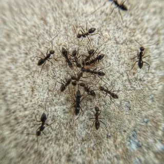 Ant-Control--in-Marylhurst-Oregon-Ant-Control-1325800-image