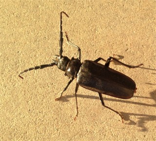 Beetle-Control--in-Cascade-Locks-Oregon-Beetle-Control-1326000-image