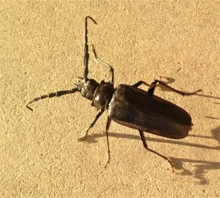 Beetle-Control--in-Cornelius-Oregon-Beetle-Control-1326000-image