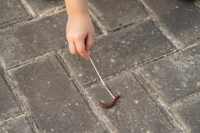Centipede-Removal--in-Molalla-Oregon-Centipede-Removal-1326200-image