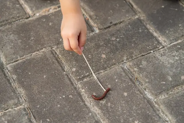 Centipede-Removal--Centipede-Removal-1326200-image