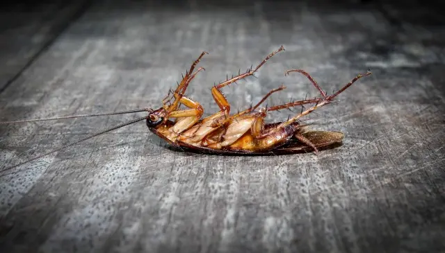 Cockroach-Removal--in-Oregon-City-Oregon-Cockroach-Removal-1326400-image