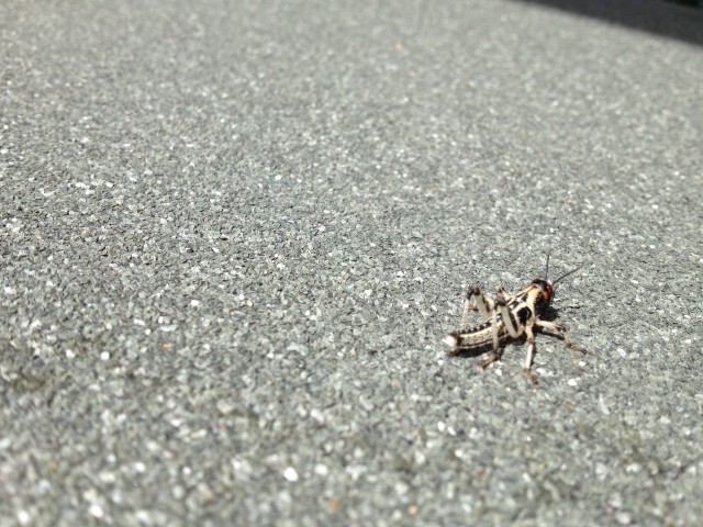 Cricket-Control--in-Molalla-Oregon-Cricket-Control-1326600-image