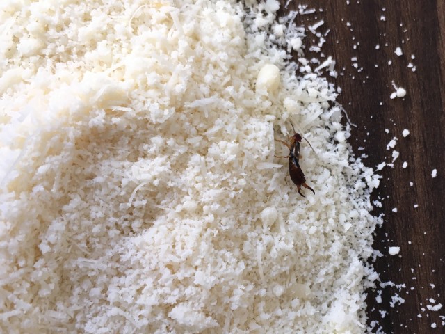 Earwig-Removal--in-La-Center-Washington-Earwig-Removal-1326800-image