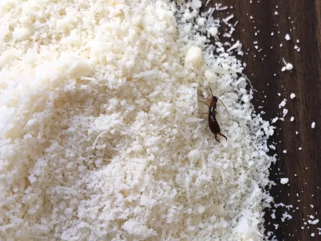Earwig-Removal--in-Scappoose-Oregon-Earwig-Removal-1326800-image
