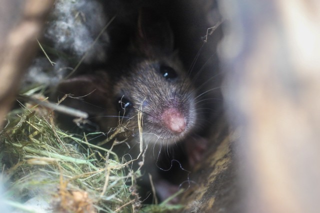 Mice-Extermination--Mice-Extermination-1328000-image