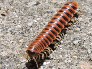 Millipede-Removal--in-Gresham-Oregon-Millipede-Removal-1328200-image