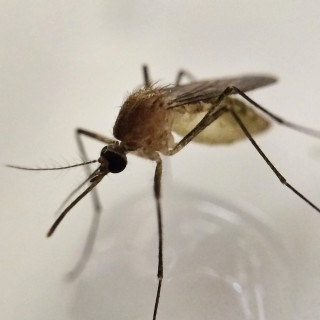 Mosquito-Control--in-Molalla-Oregon-Mosquito-Control-1328400-image