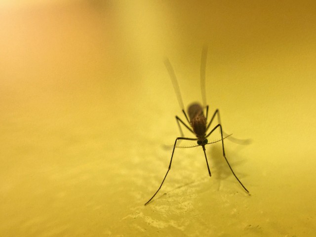 Mosquito-Removal--in-Amboy-Washington-Mosquito-Removal-1328600-image