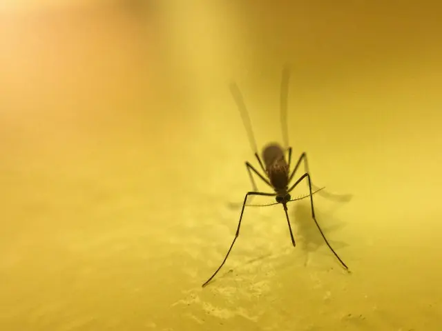 Mosquito-Removal--in-Cascade-Locks-Oregon-Mosquito-Removal-1328600-image