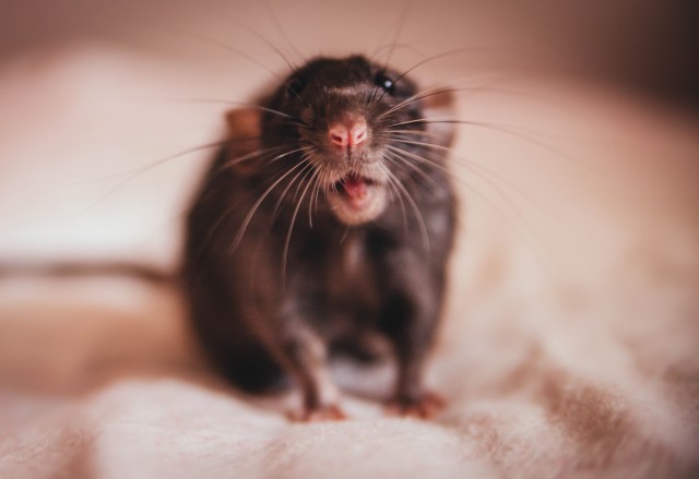 Rat-Control--Rat-Control-1329200-image