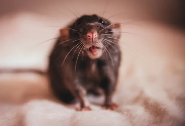 Rat-Control--in-Philomath-Oregon-Rat-Control-1329200-image