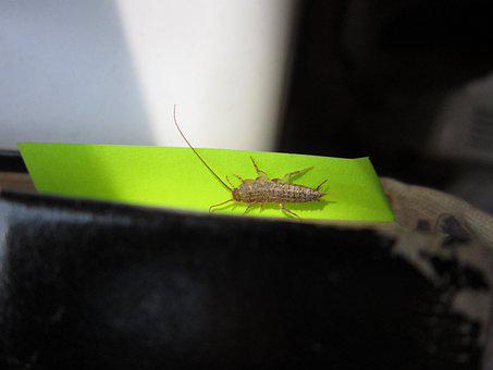 Silverfish-Removal--in-Amboy-Washington-Silverfish-Removal-1329800-image