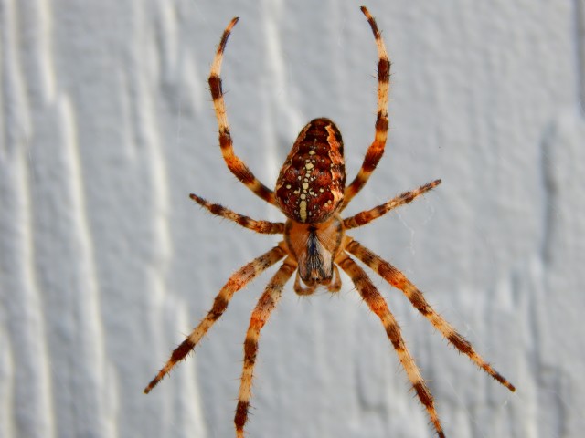 Spider-Removal--in-Washougal-Washington-Spider-Removal-1330000-image