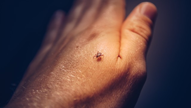 Tick-Control--in-Dundee-Oregon-Tick-Control-1330400-image