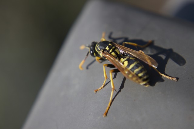 Wasp-Removal--in-Cascade-Locks-Oregon-Wasp-Removal-1330600-image