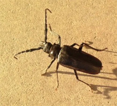 Beetle-Control--in-Carson-Washington-beetle-control-carson-washington.jpg-image