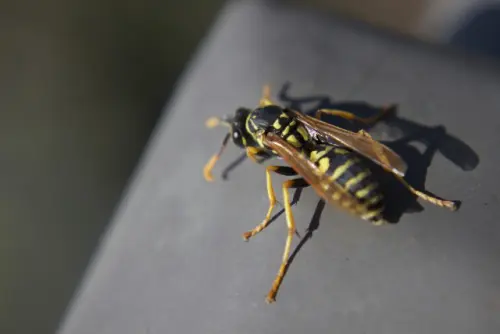 Wasp-Removal--in-Forest-Grove-Oregon-wasp-removal-forest-grove-oregon.jpg-image
